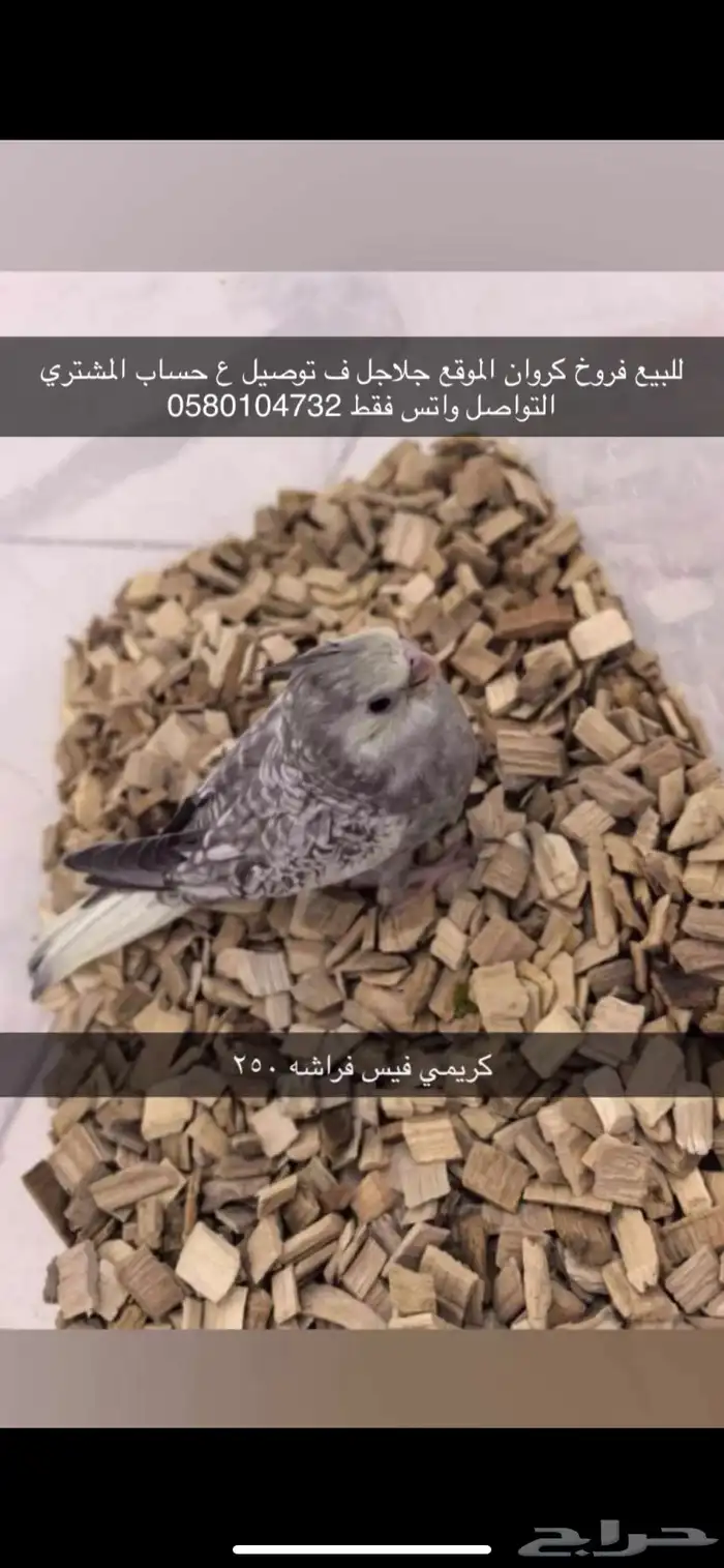 فروخ روز 0