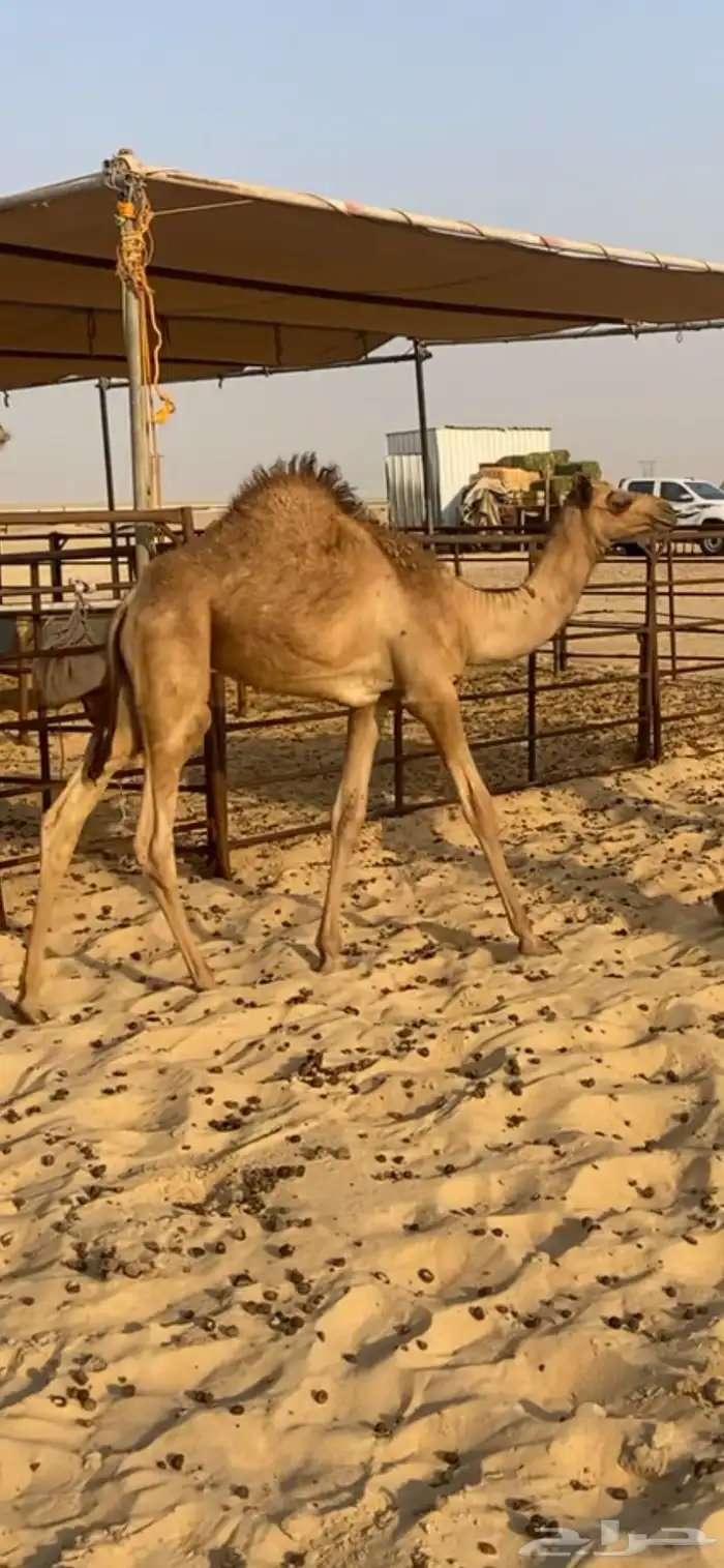 للبيع قعود طيب وساسه طيب 0