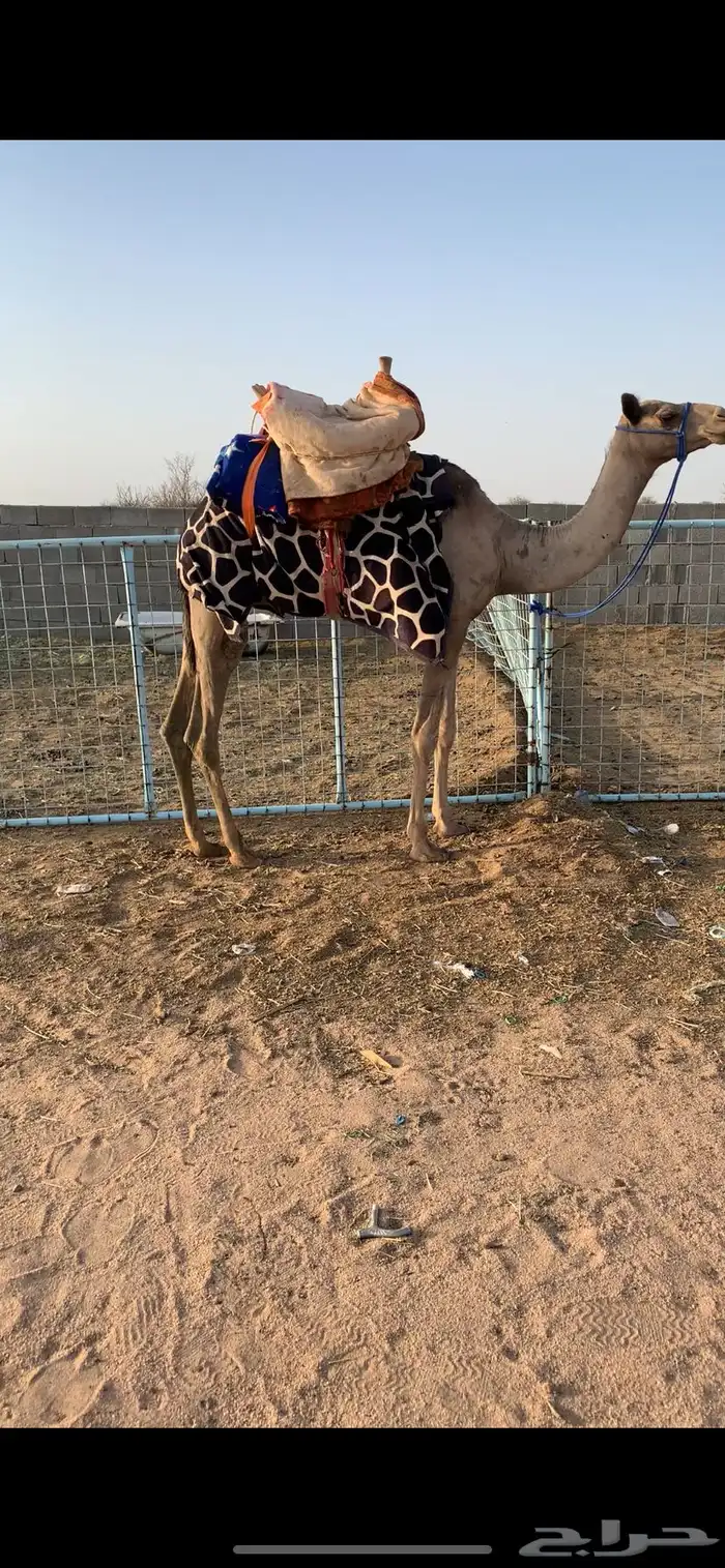 للبيع ركبي طايع شرط سنه لقي 4