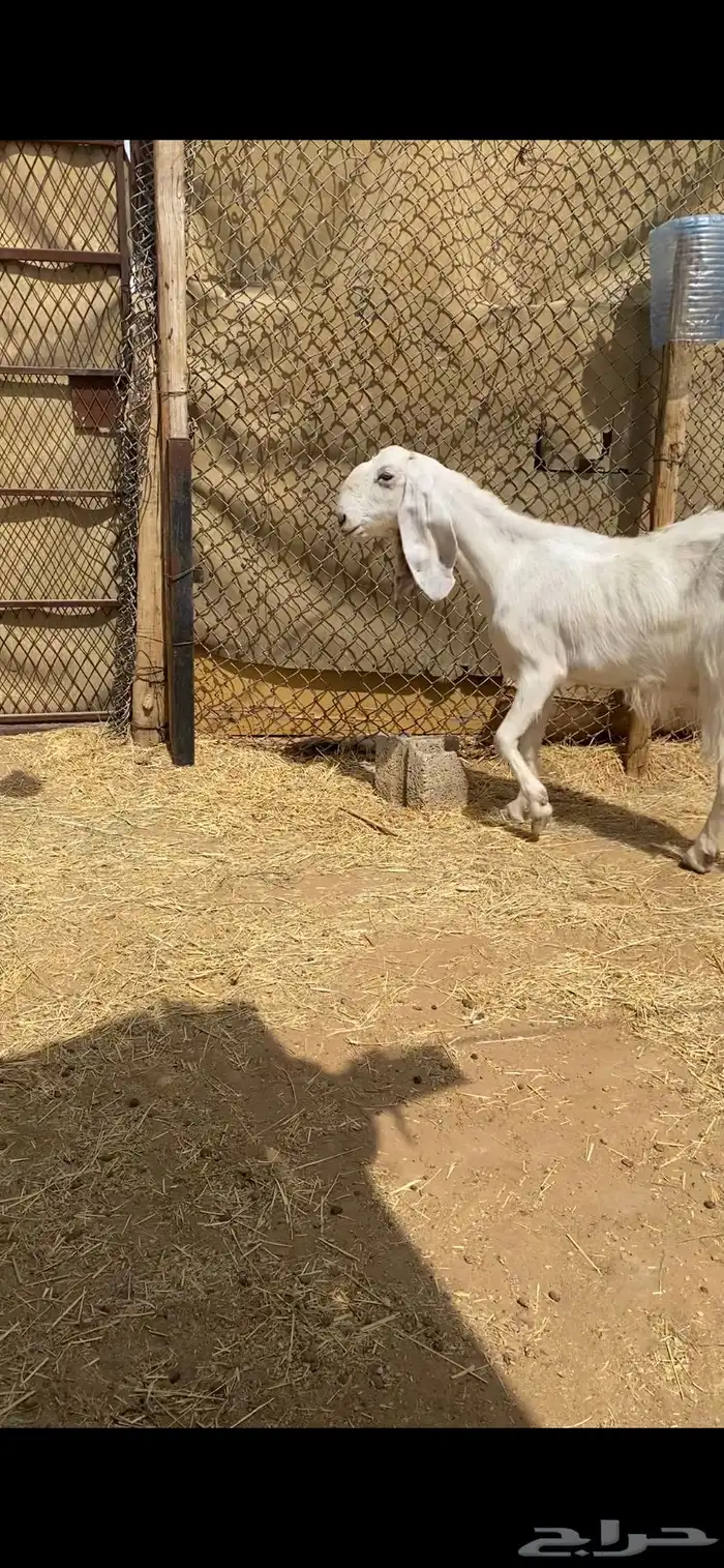 معزا مشاريك بيض للبيع 8