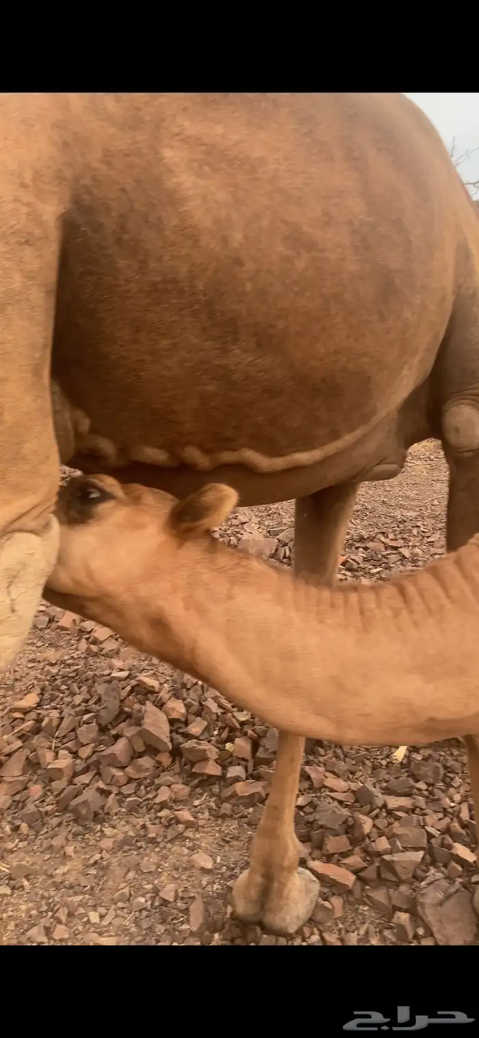 بكره على الحليب والبرسيم 6