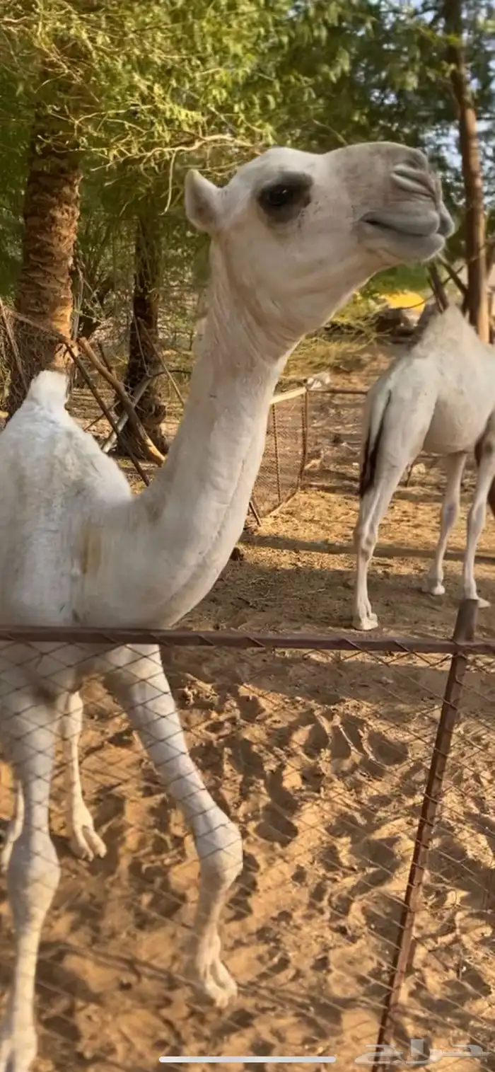 قعود عوني كفو 0
