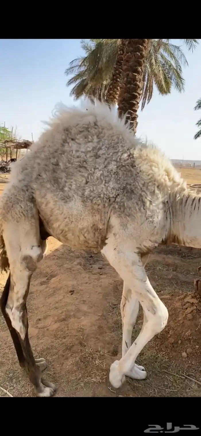 قعود 0