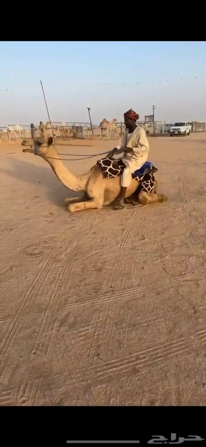 للبيع ركبي طايع شرط سنه لقي 3
