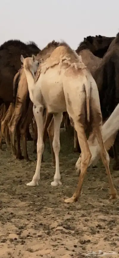 بكره ضغط عالي index