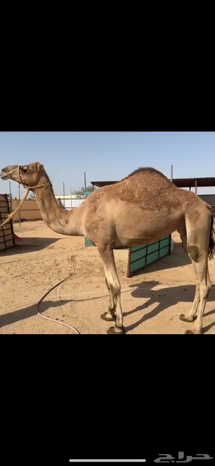 ناقه حايل فل شحم 0
