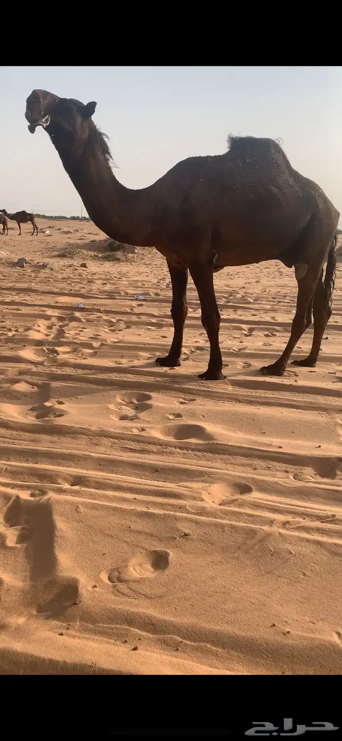 بعير مجهم فحل على حاكمان الفصام 1