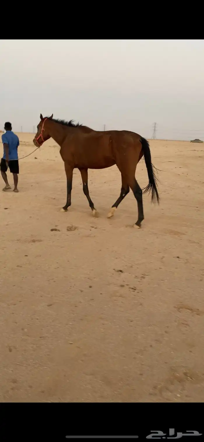 حصان ابل 3