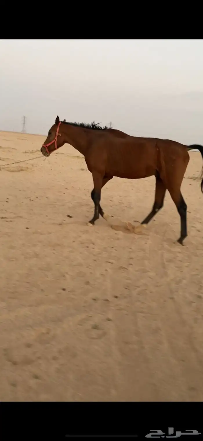 حصان ابل 2