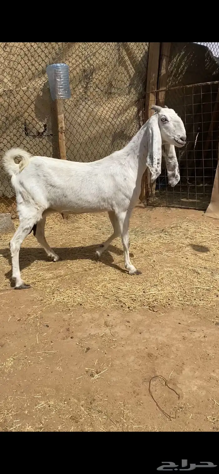 معزا مشاريك بيض للبيع 1