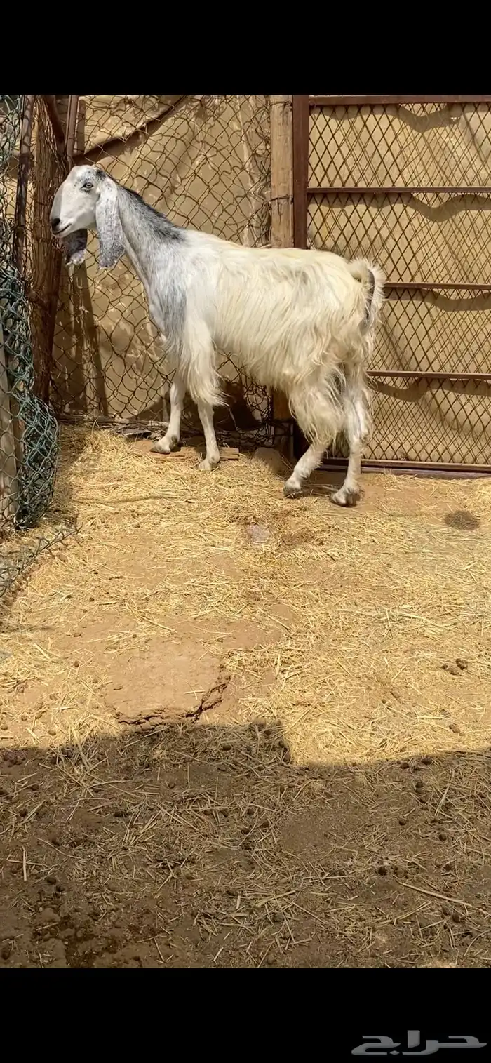 معزا مشاريك بيض للبيع 3