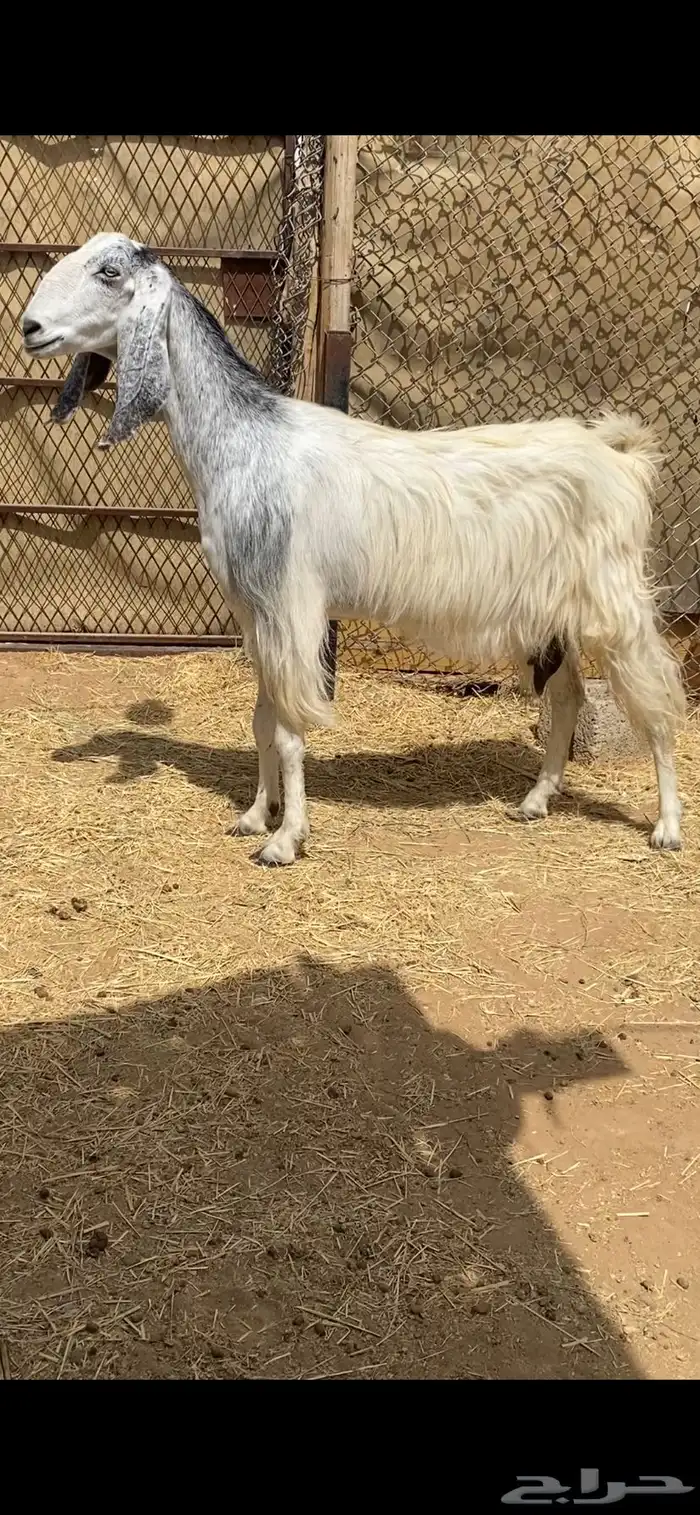 معزا مشاريك بيض للبيع 5