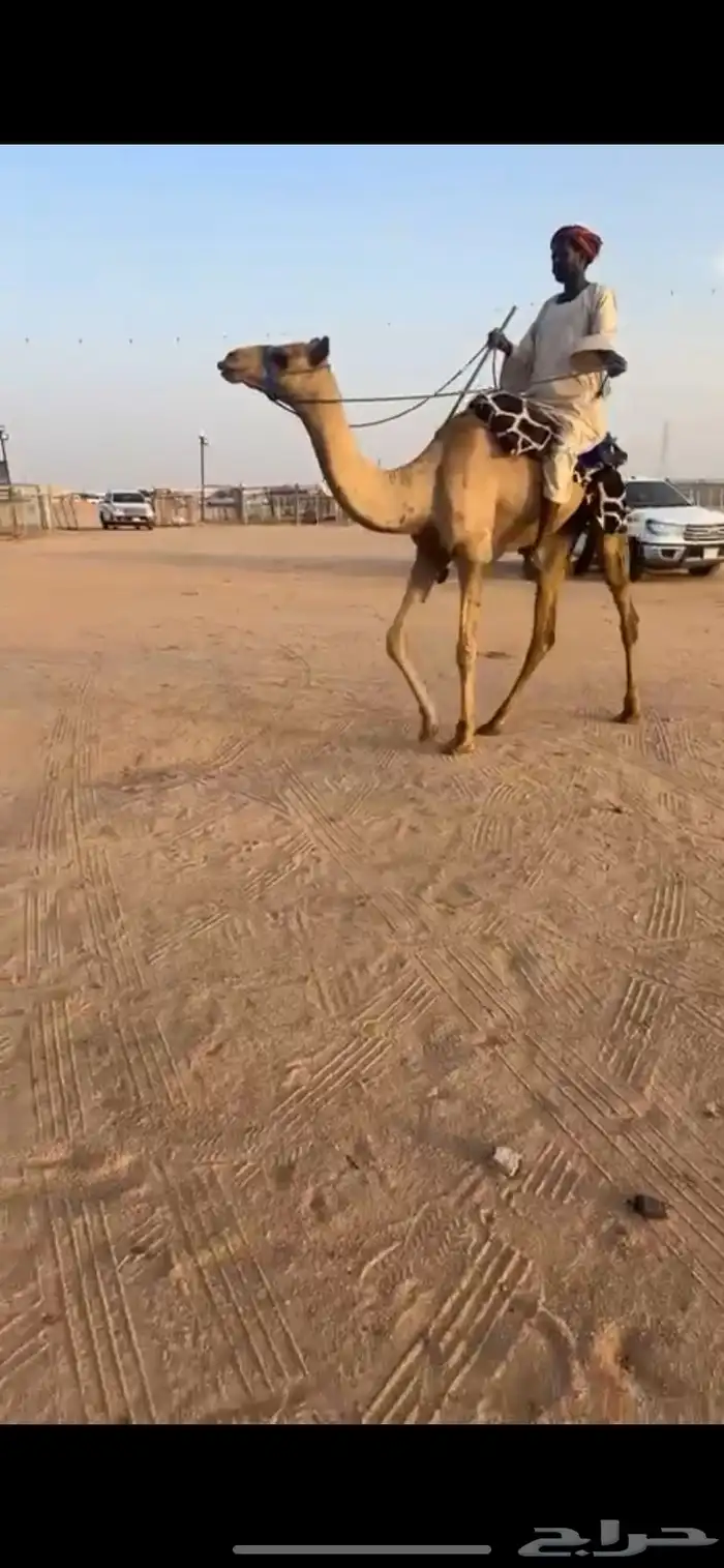 للبيع ركبي طايع شرط سنه لقي 2