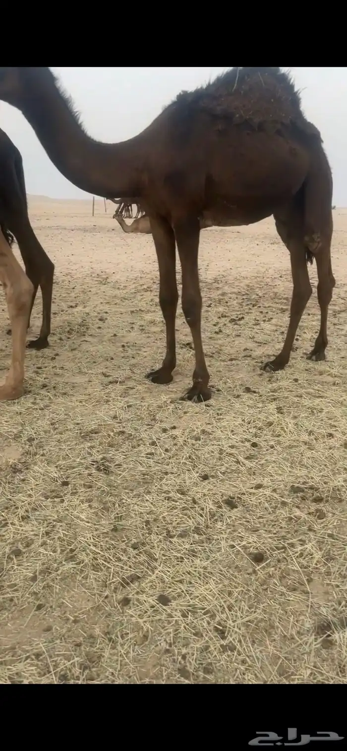 قعدان قصب فل شحم كبار 4
