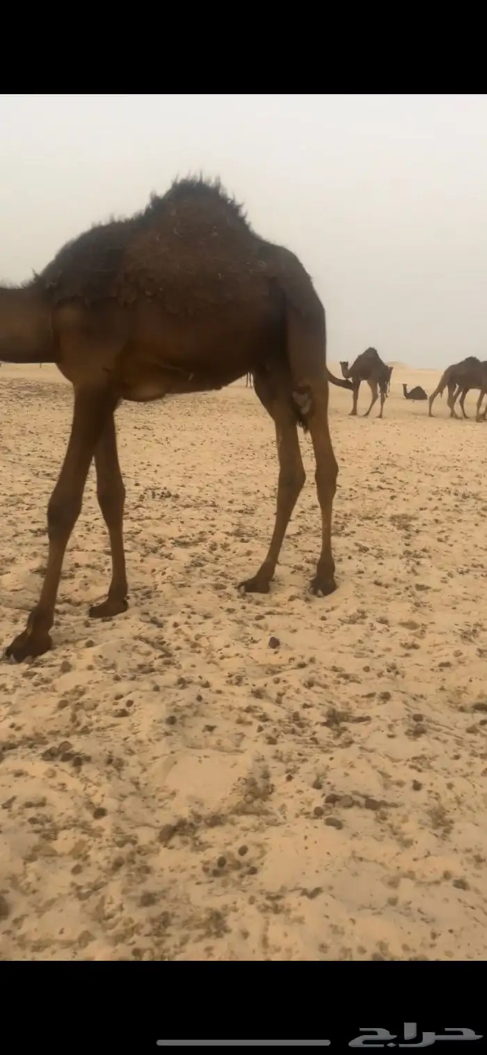 قعدان قصب فل شحم كبار 5