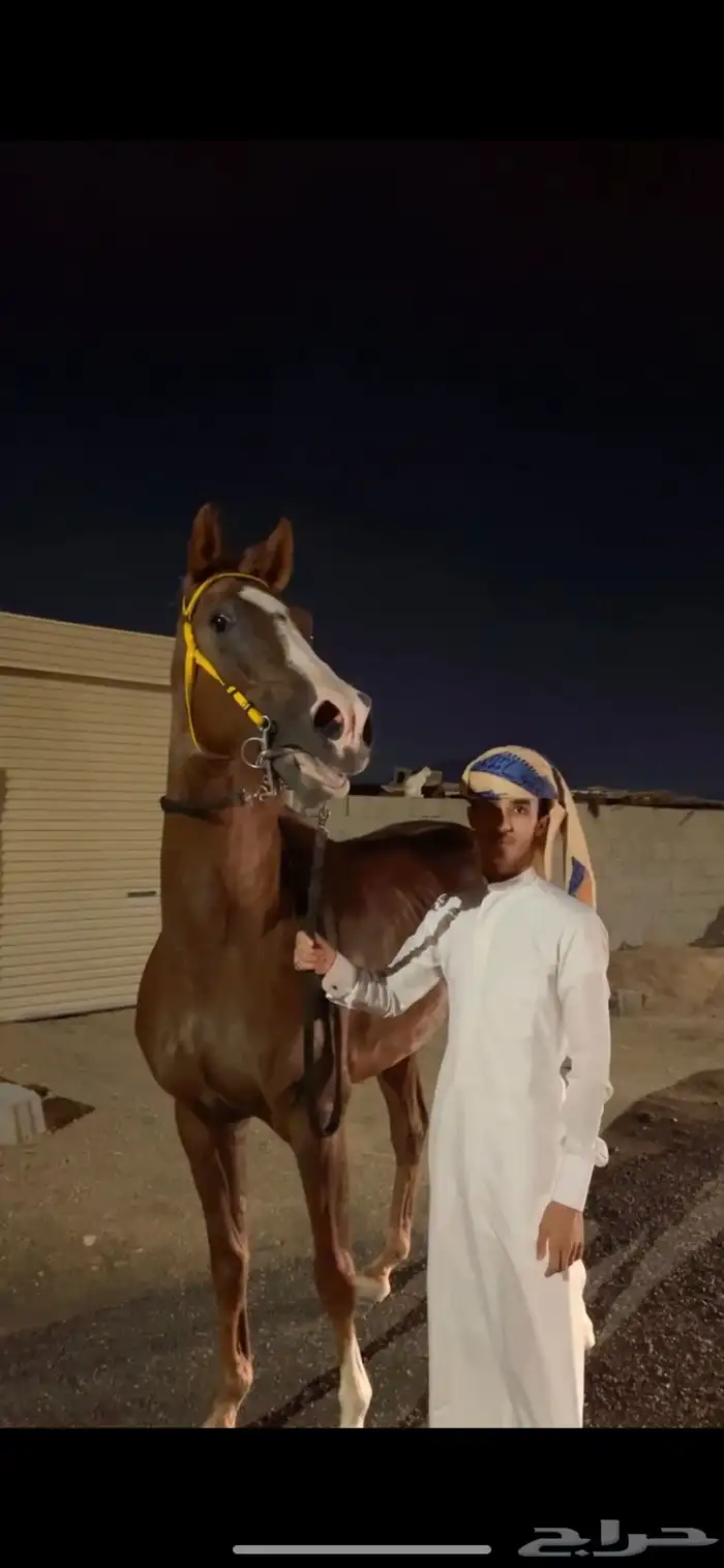 حصان 0