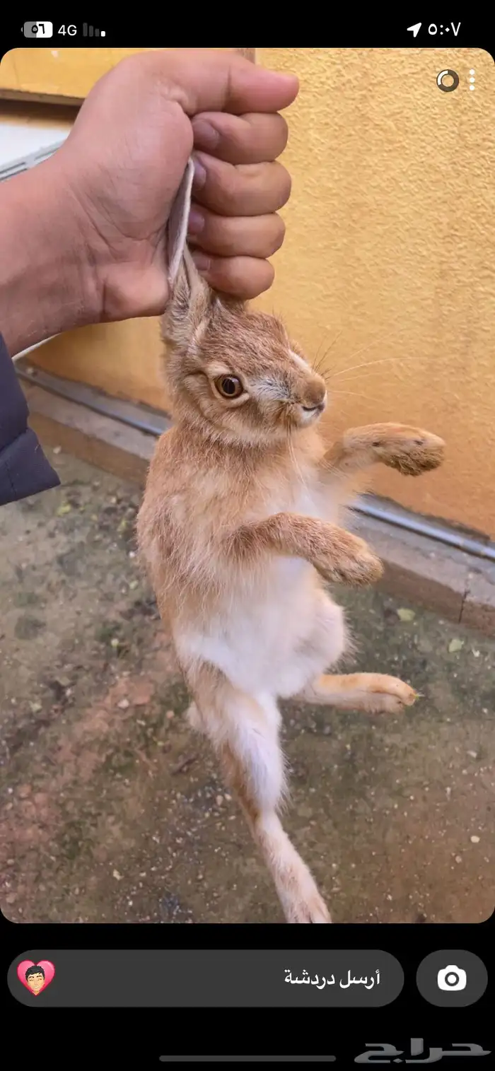 ارنب 1