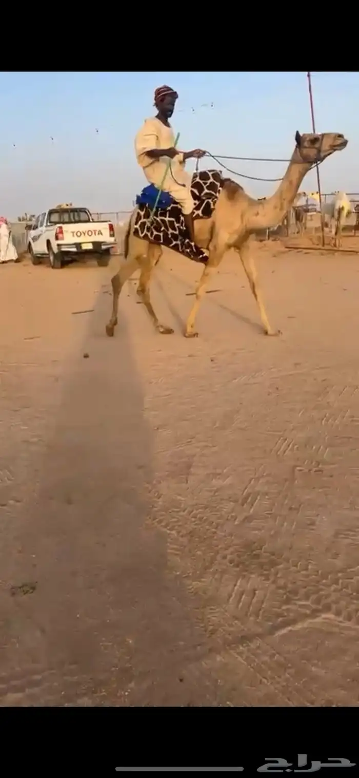للبيع ركبي طايع شرط سنه لقي 1