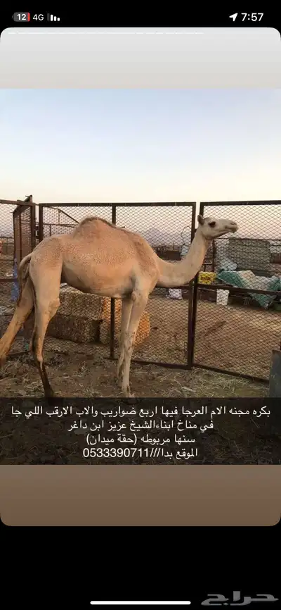 بكره للبيع 0