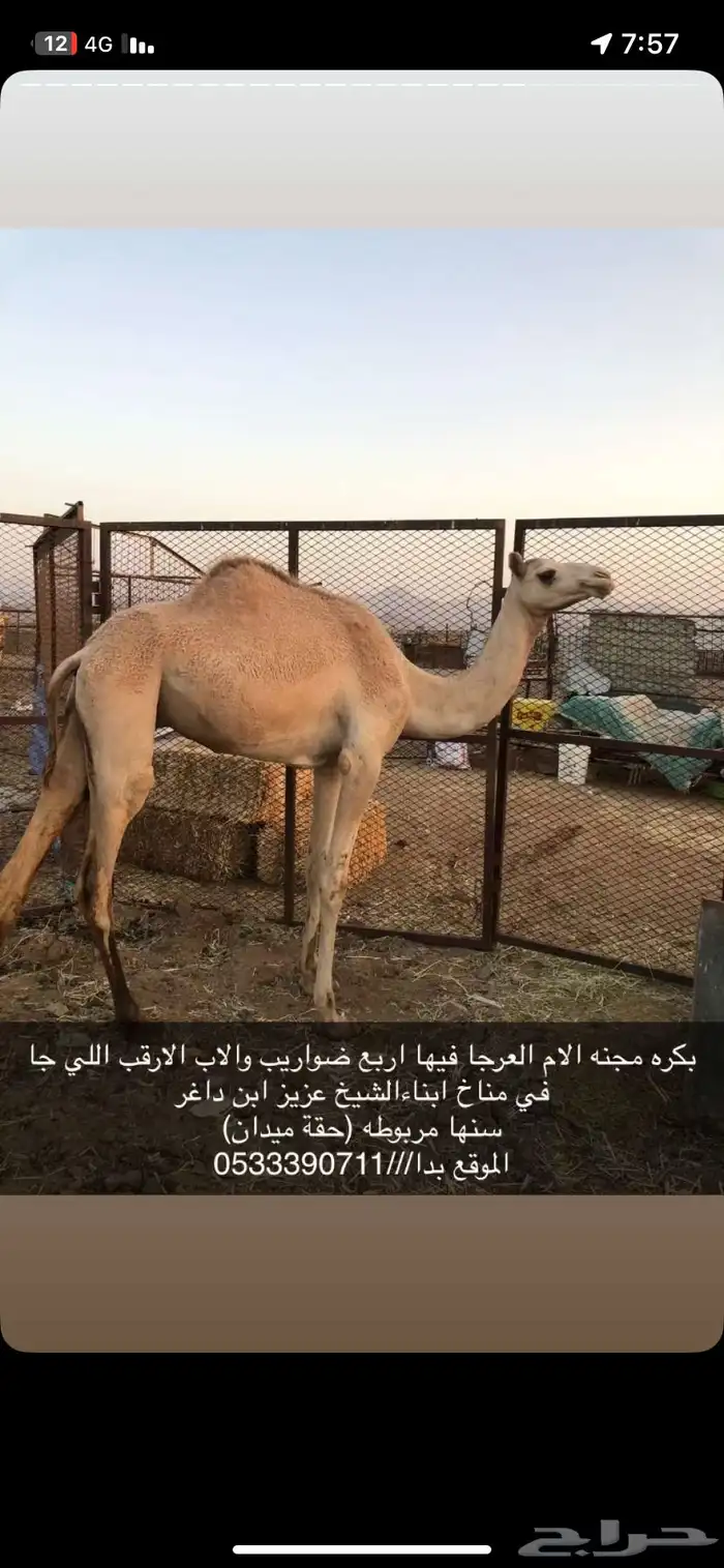 بكره للبيع 0