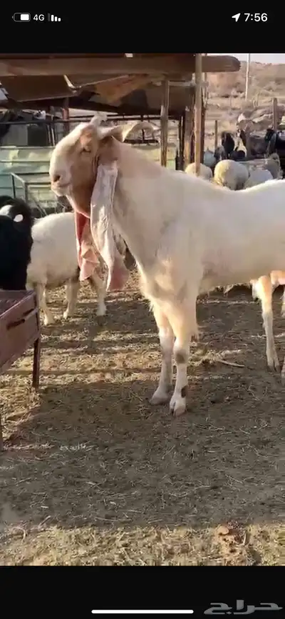 تيس فحل مشروك 0