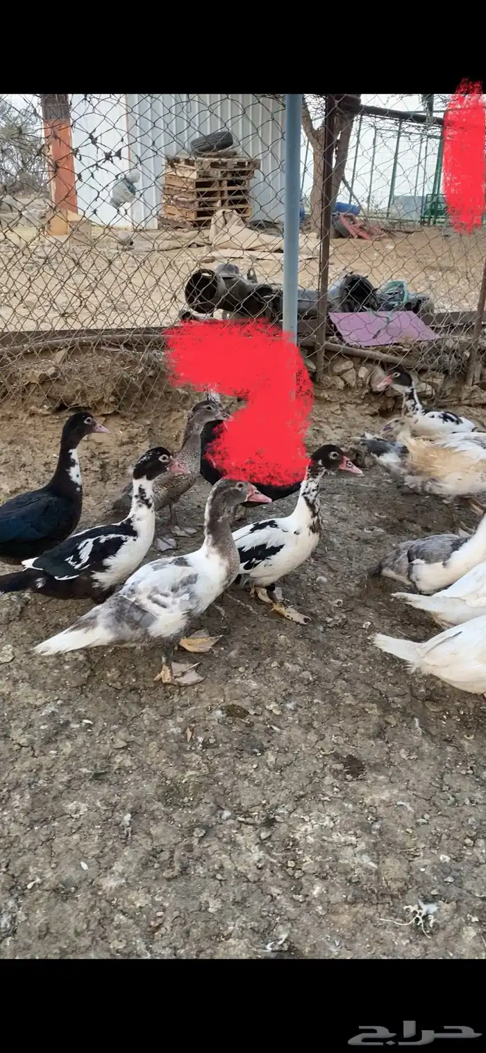 بط مسكوفي 4