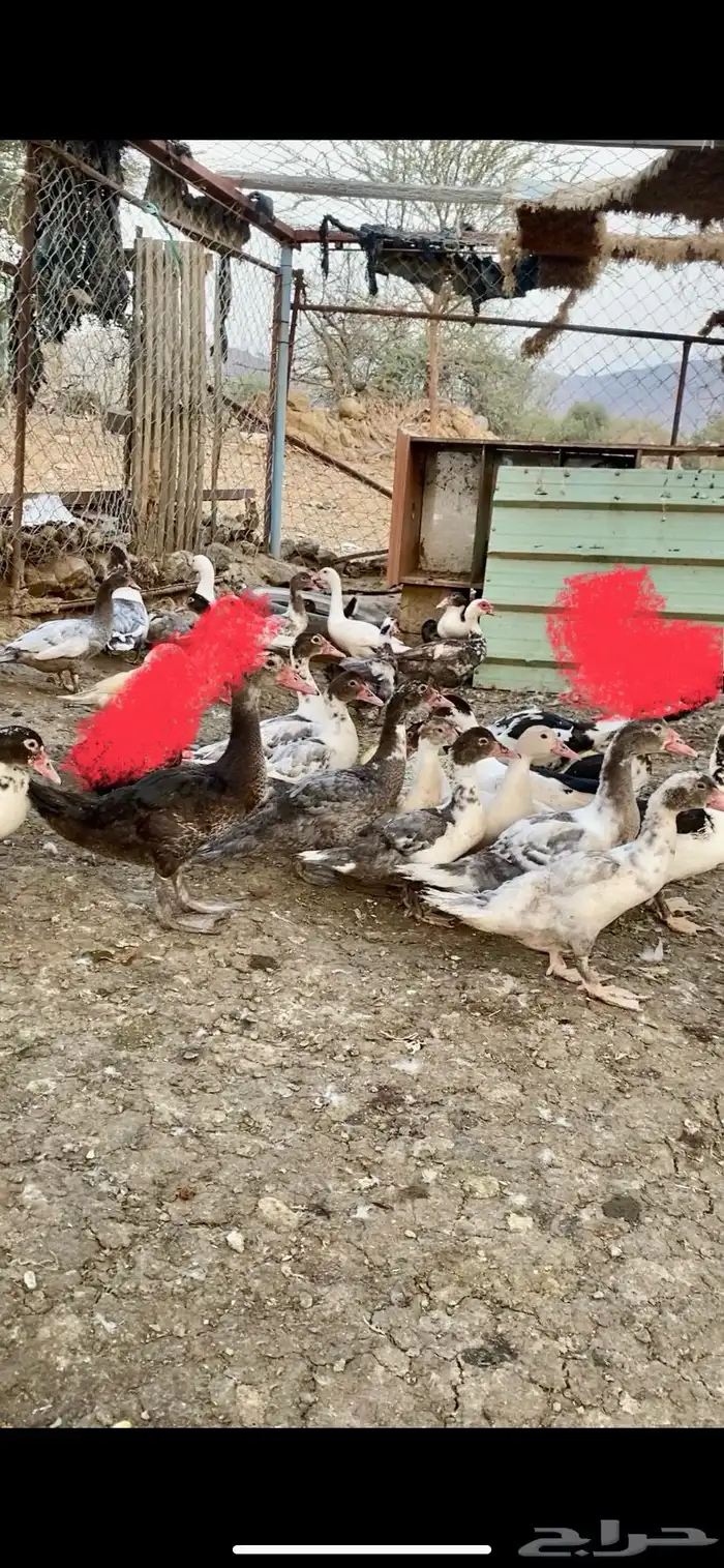 بط مسكوفي 2