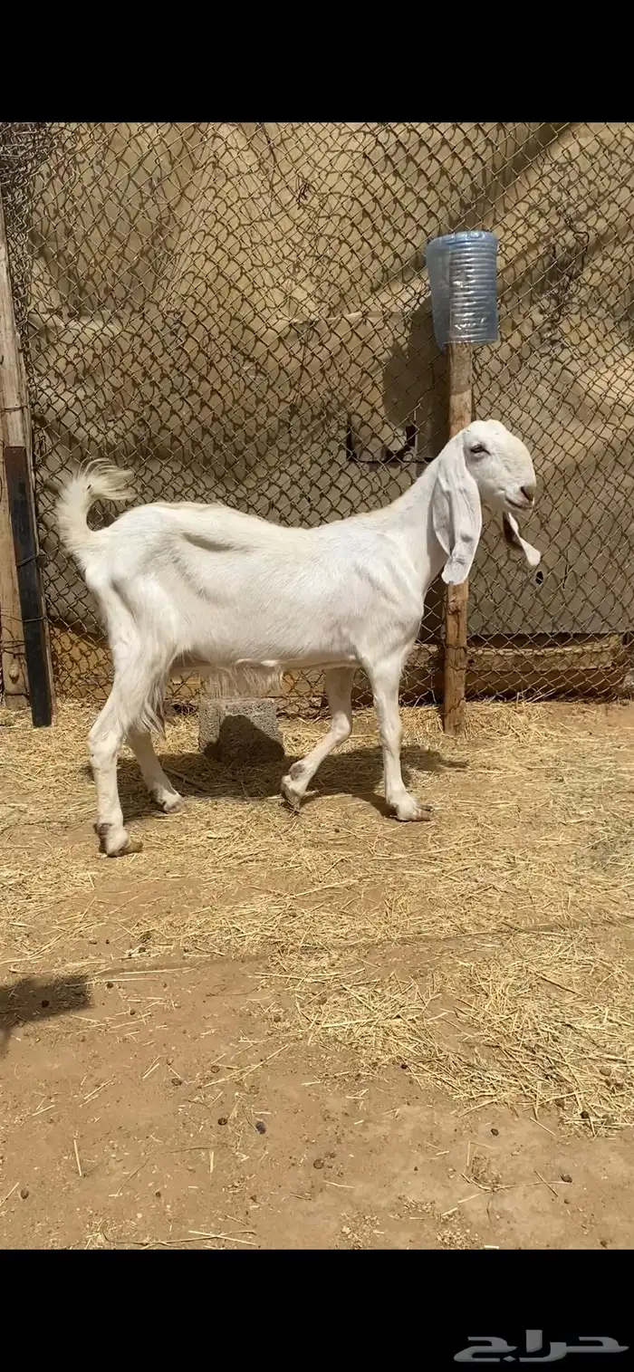 معزا مشاريك بيض للبيع 6