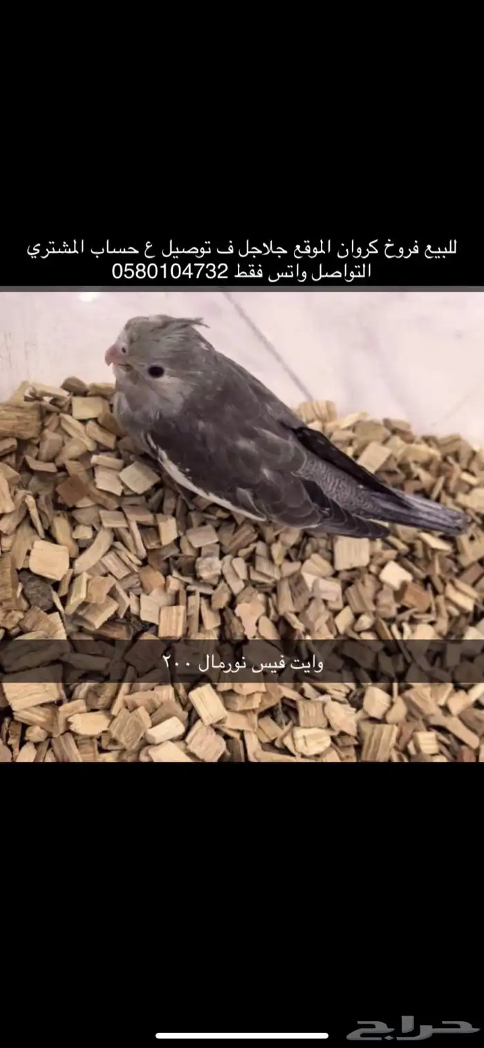 فروخ روز 1
