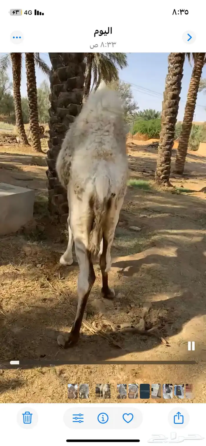 قعود 1