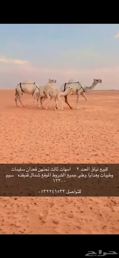 ابل 0