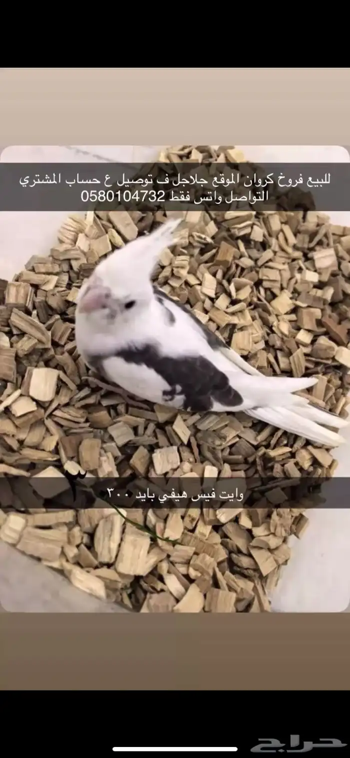 فروخ روز 5