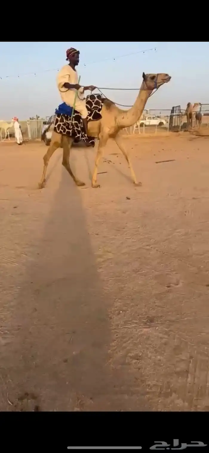للبيع ركبي طايع شرط سنه لقي 0