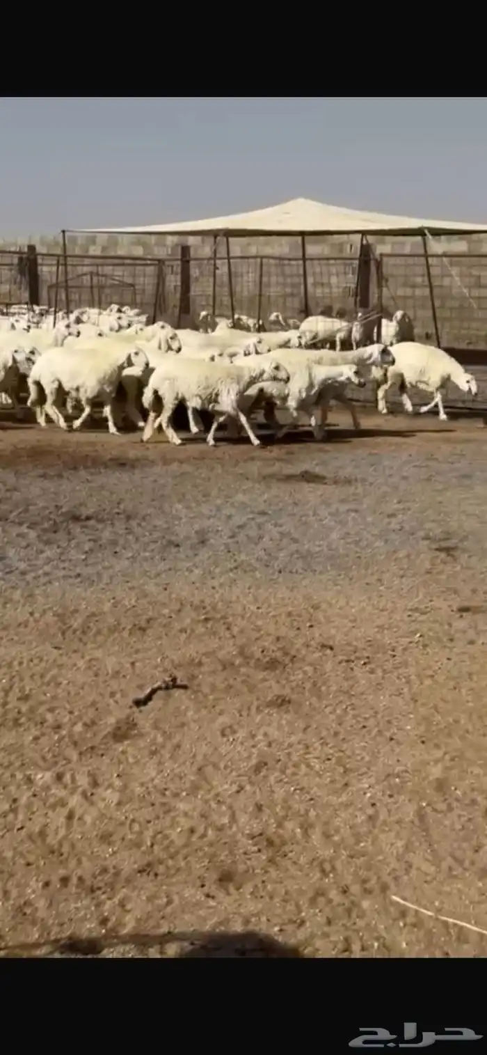 للبيع رخال مراح واحد 0