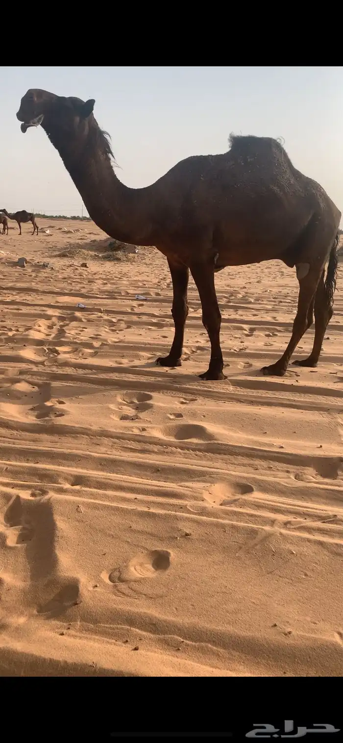 بعير مجهم فحل على حاكمان الفصام 2