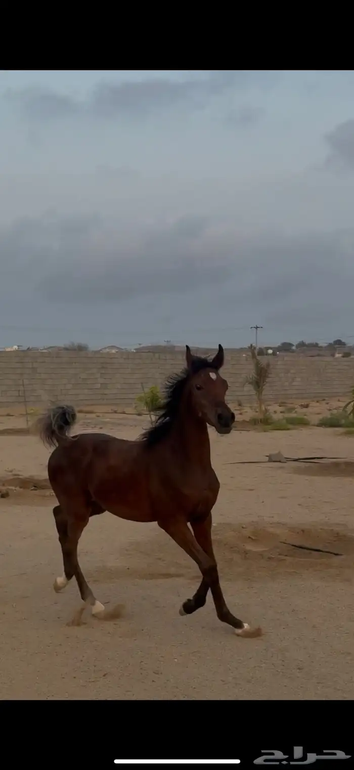 مهر واهو 2