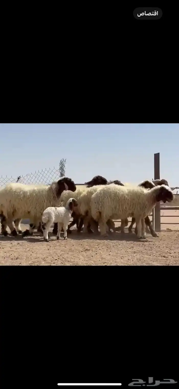 مراح نعيم صنف فاااخره متابيع ب فحولها 0
