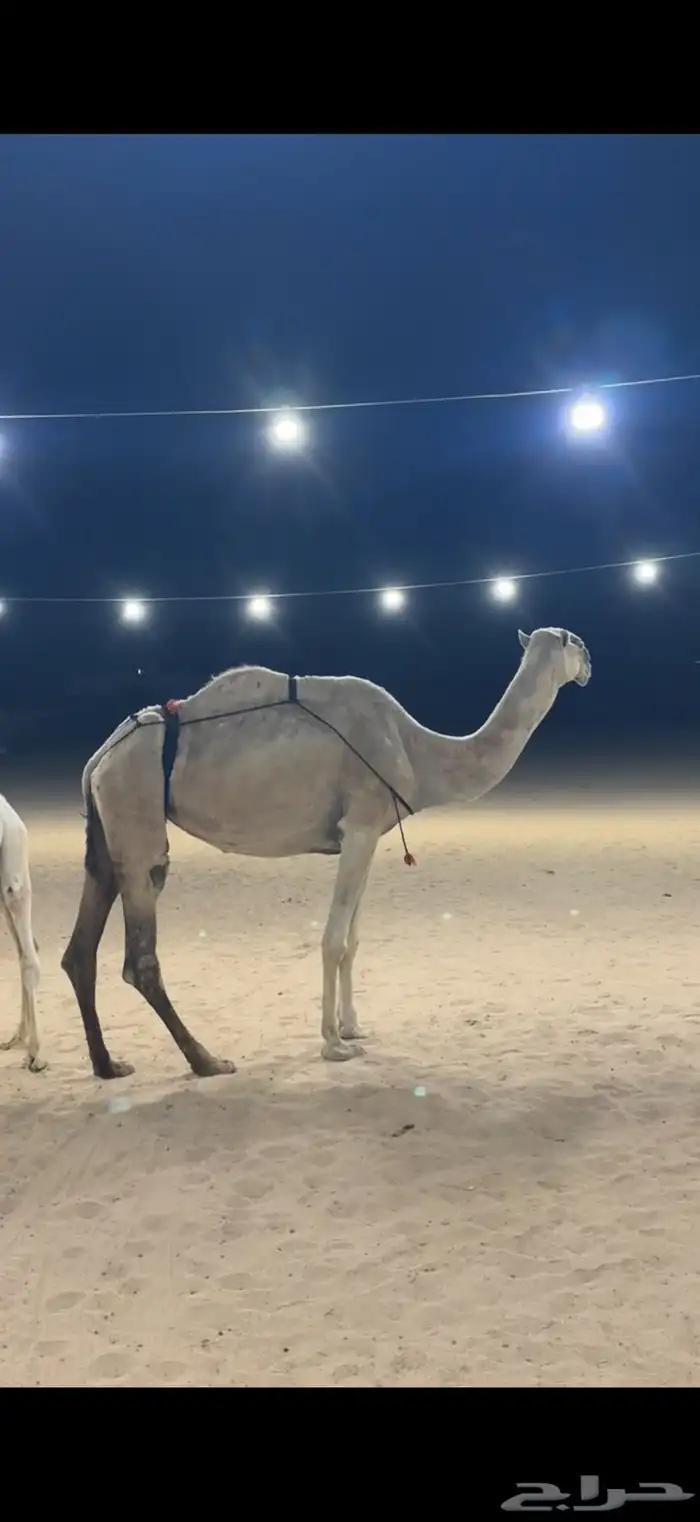 عشرا بكر السن رباع 4