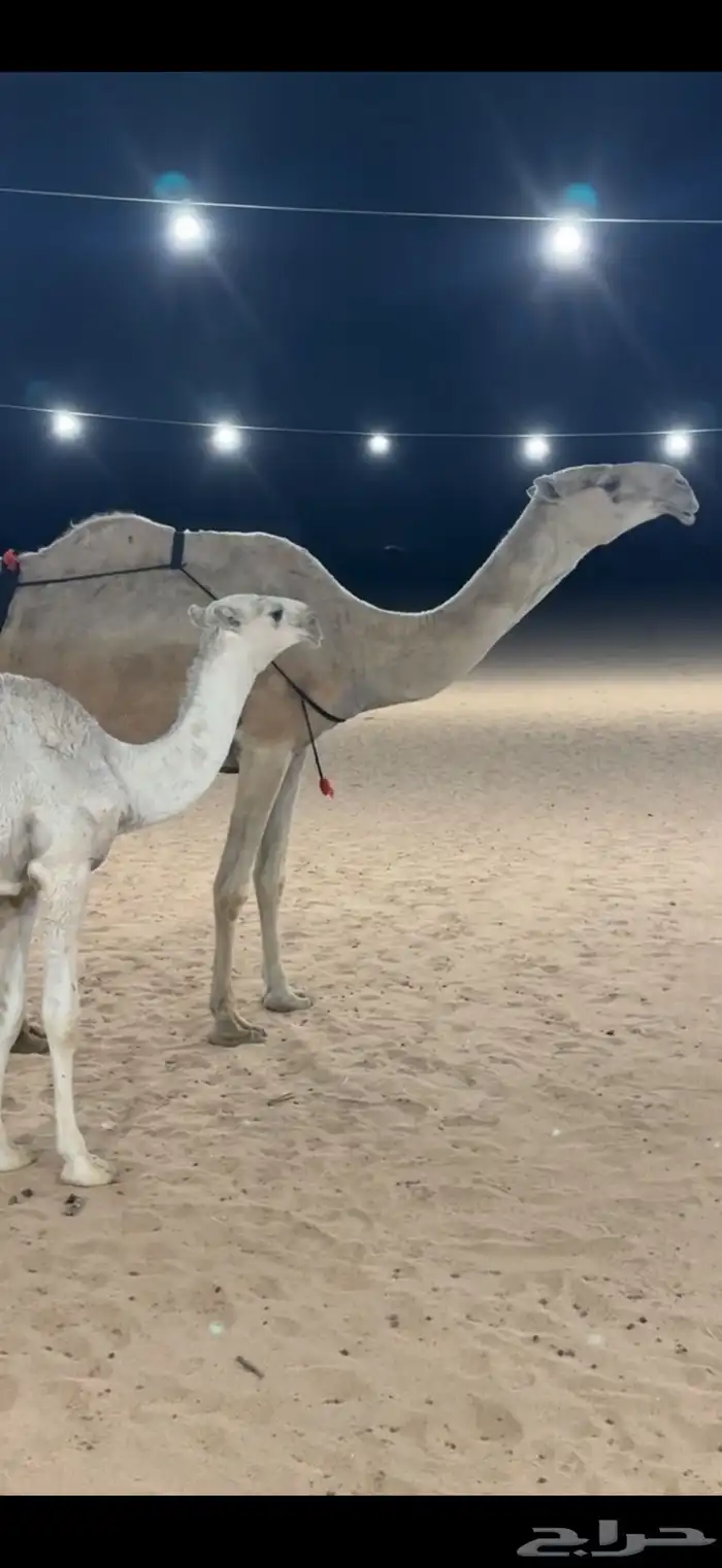 عشرا بكر السن رباع 0