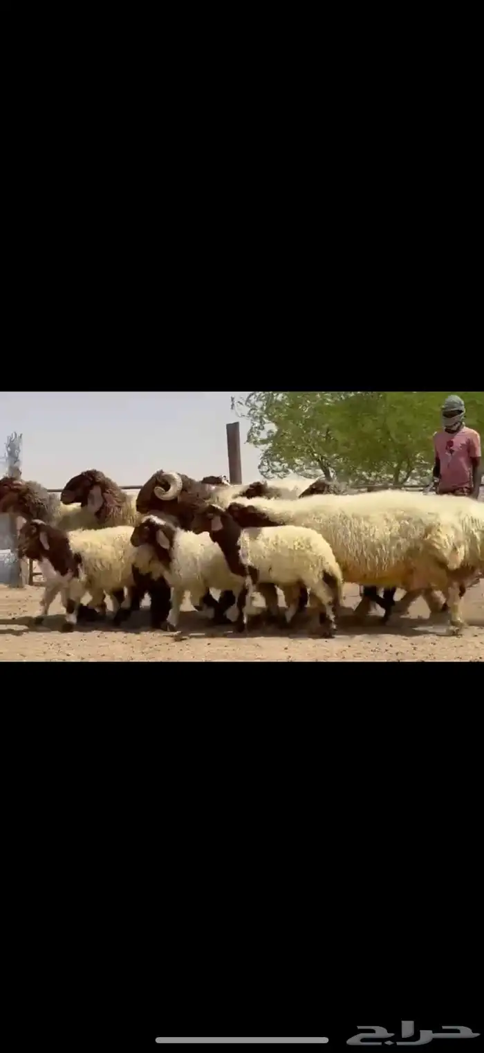 مراح نعيم صنف فاااخره متابيع ب فحولها 7