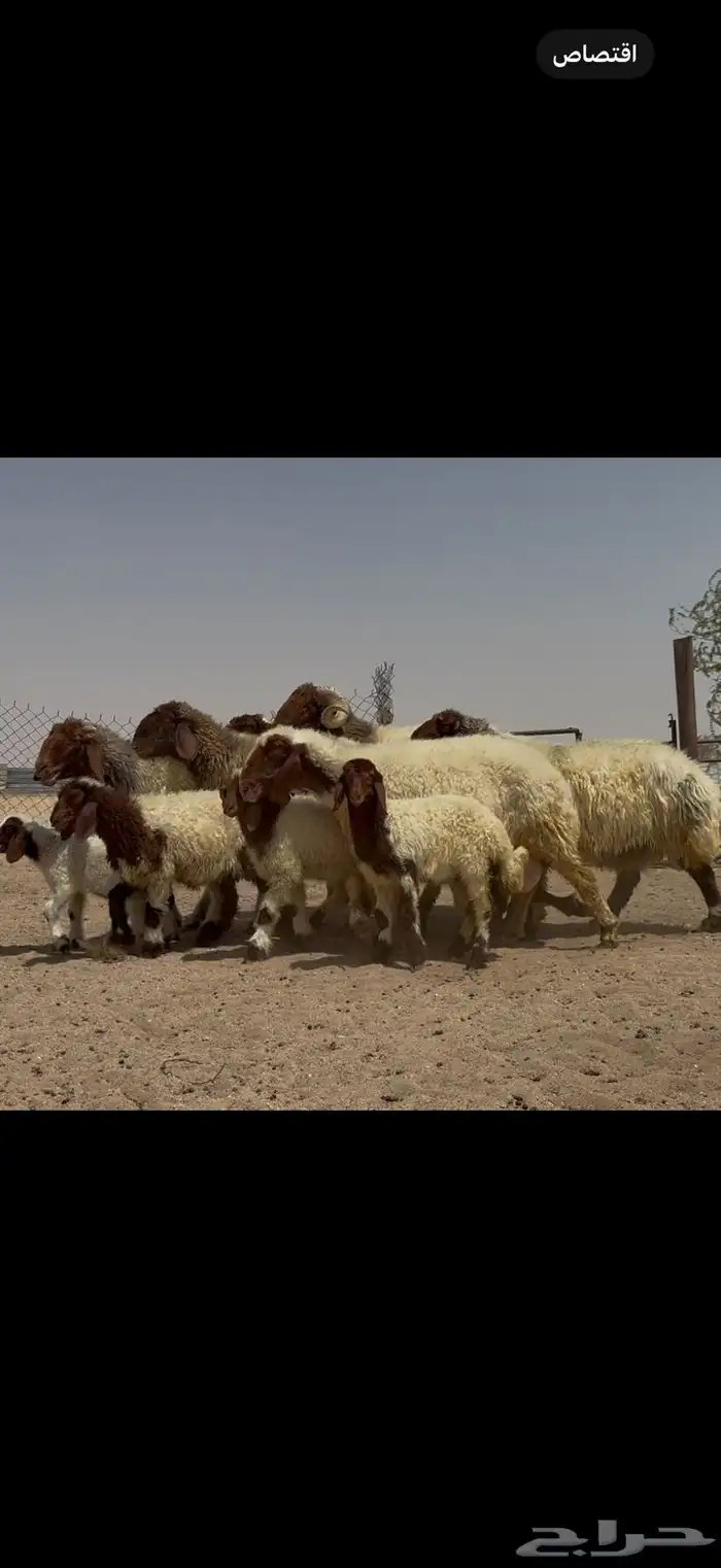 مراح نعيم صنف فاااخره متابيع ب فحولها 9