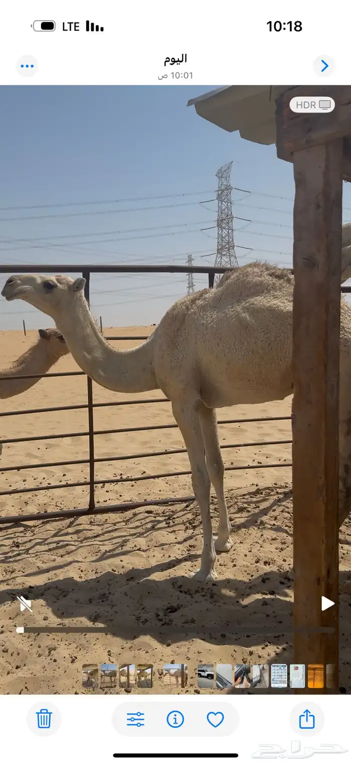 بكرة شقحا باتلية 1