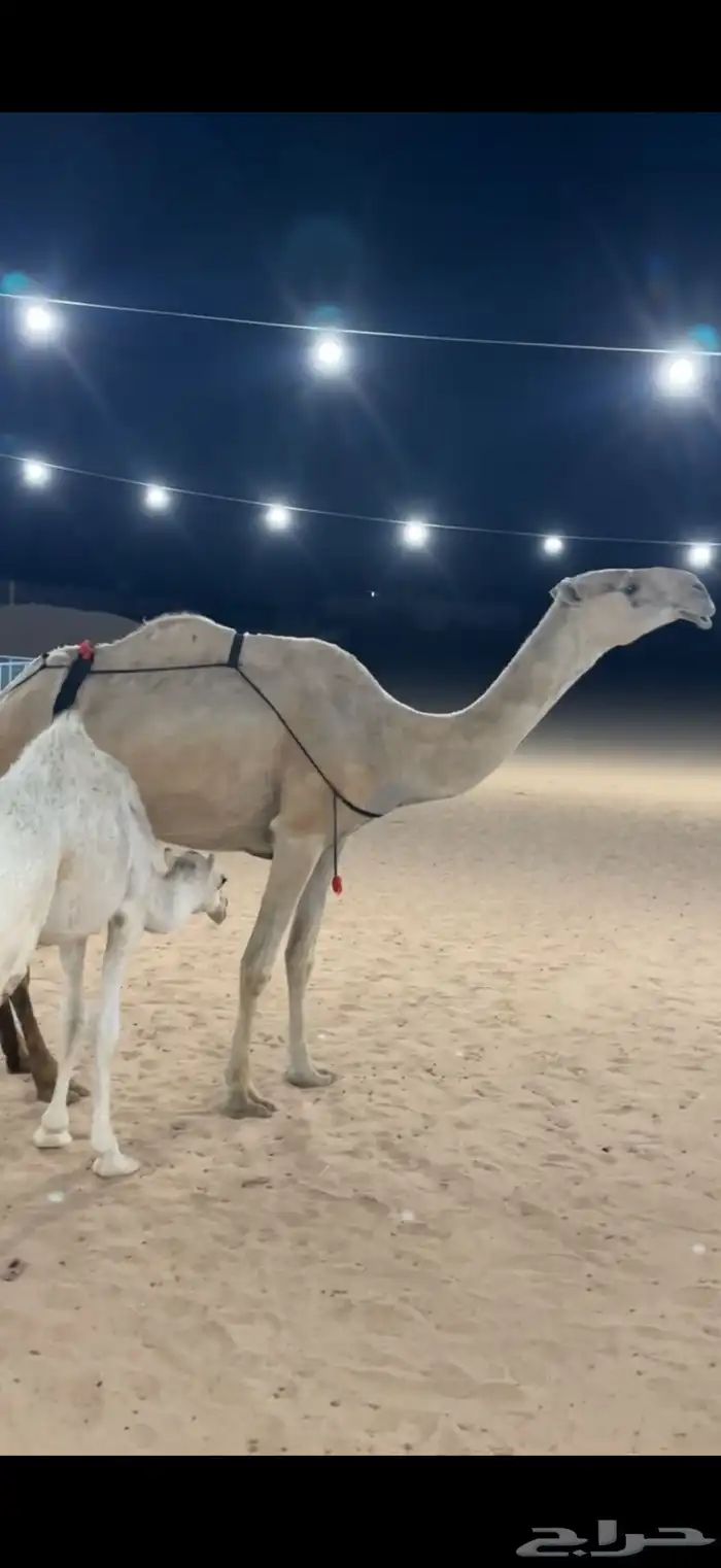 عشرا بكر السن رباع 1