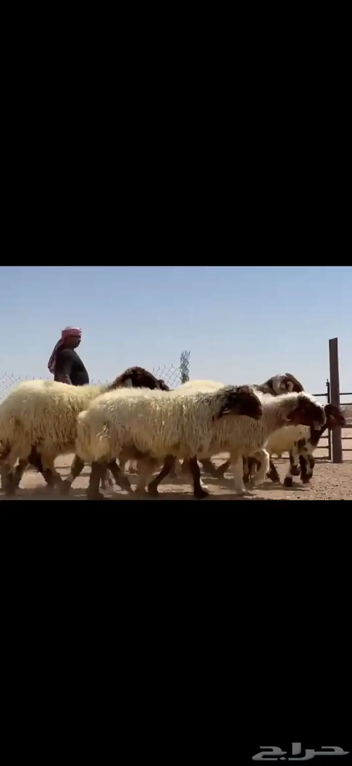 مراح نعيم صنف فاااخره متابيع ب فحولها 1