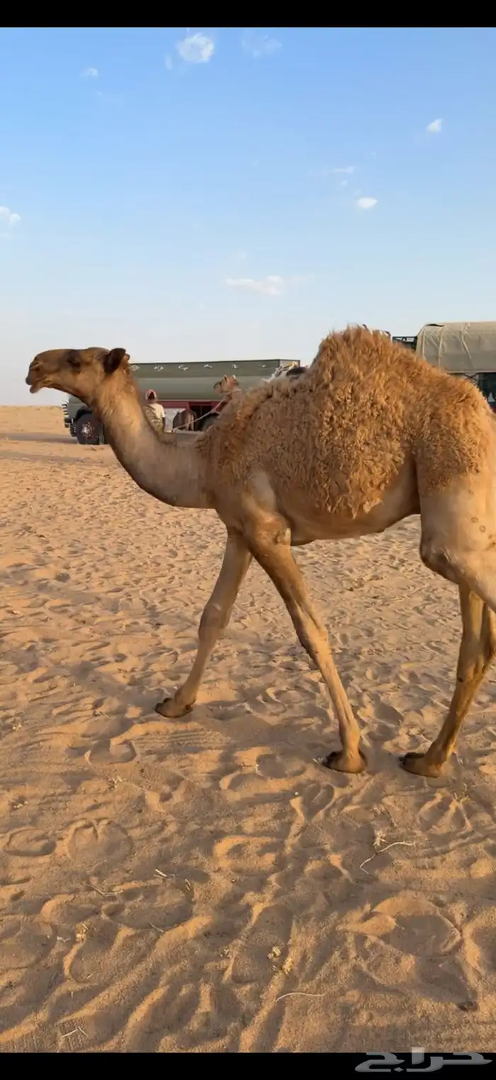 عشراء صفراء منتج 4