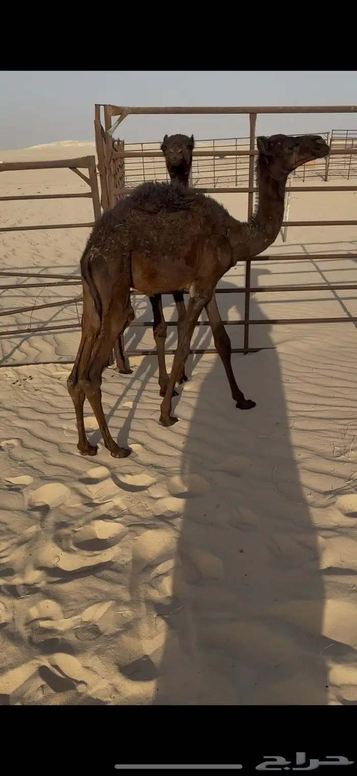 قعدان مجاهيم تربية 1