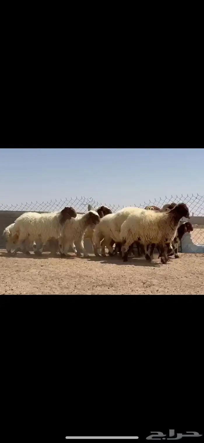 مراح نعيم صنف فاااخره متابيع ب فحولها 8