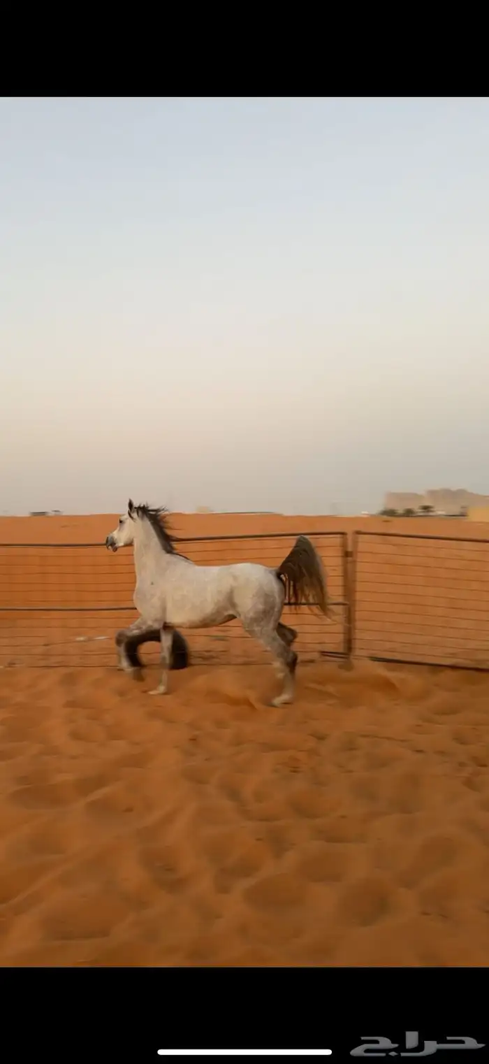 حصان 1