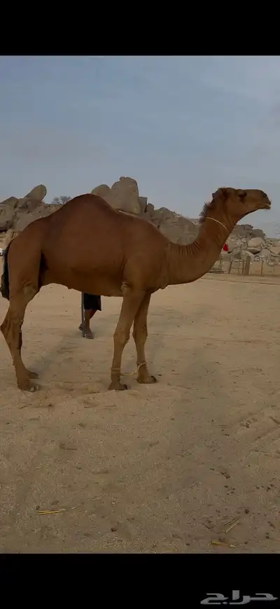 قعود رباع كفو من ابل سليم المحمادي index