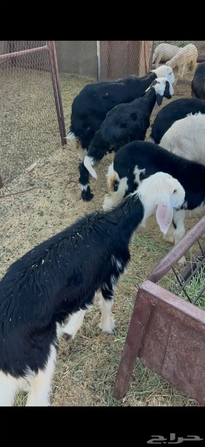 طليان ورخال 0